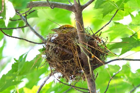 Summer Tanager: An Unusual Presence – Eliza Howell Nature Walk