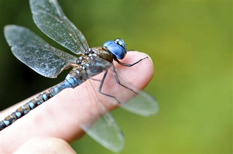 The Dragonfly Whisperer: Blue-eyed Darner