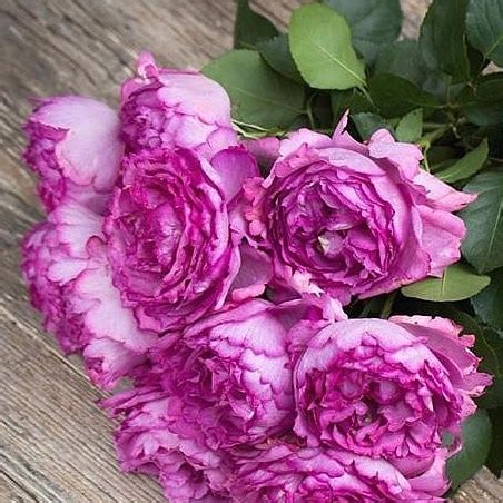 Garden ROSE GARDEN YVES PIAGET PINK 50cm | Wholesale Dutch Flowers & Florist Supplies UK