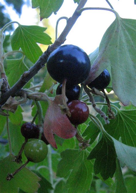 Currant | The bushes were planted by the previous gardener. | St. Blaize | Flickr