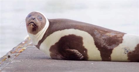 Rare Species Of Ribbon Seal With Four Distinctive Bands Is Most Extraordinary In Animal Kingdom