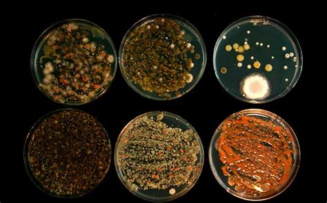 Mold Colors: What They Mean & How to Identify Dangerous Ones