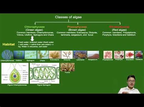 THALLOPHYTA/ALGAE - YouTube