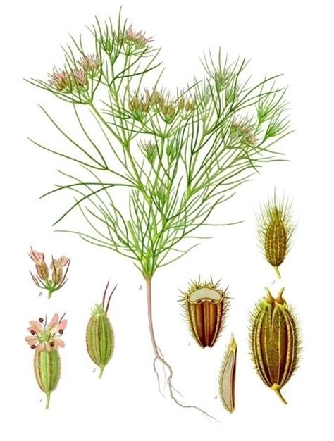 Cumin--A Warm Spice in Every Culture - Dave's Garden