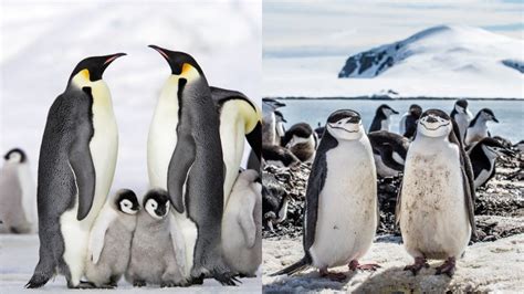 The Remarkable Adaptations of Penguins – Nature Blog Network