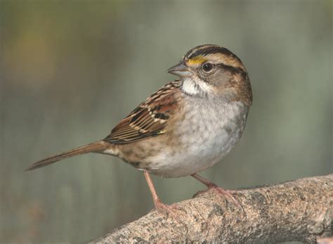 Brown Small Beak Bird · Free Stock Photo