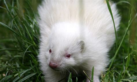 Tiny rare albino skunk becomes unlikely star of the show at Five Sisters Zoo | Daily Mail Online