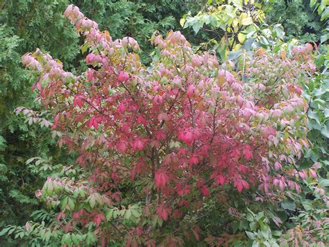 euonymus alatus burning bush - almost PERFECT Landscaping