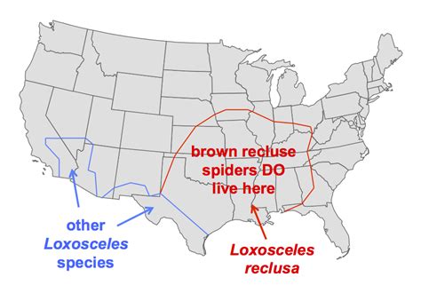 How to tell if a spider is not a brown recluse | spiderbytes