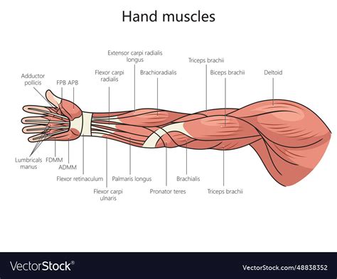 Arm Bones And Muscles Diagram