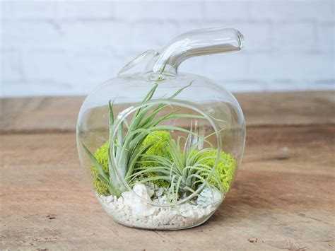 Air Plant Terrariums – Air Plant Design Studio