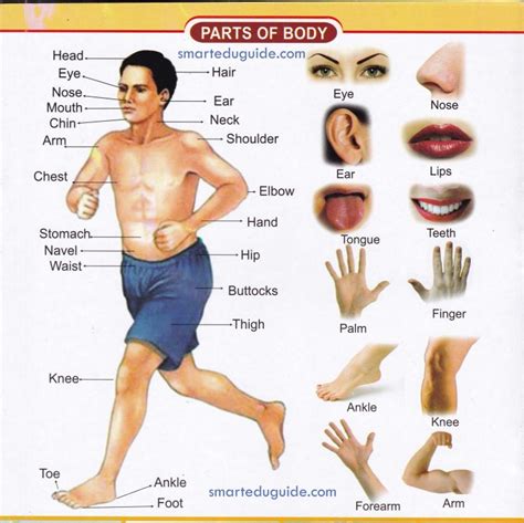 Human Body Parts Name With Picture In Tamil And English - Human Body ...