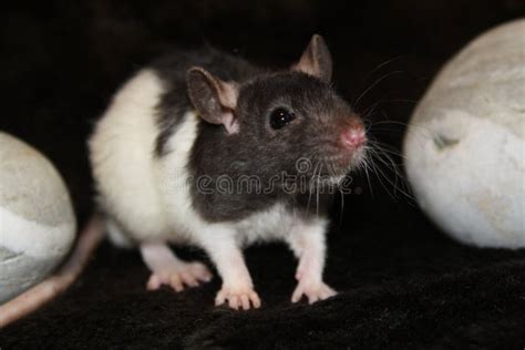 Fancy rat stock image. Image of fancyrat, rodent, ratty - 60939483