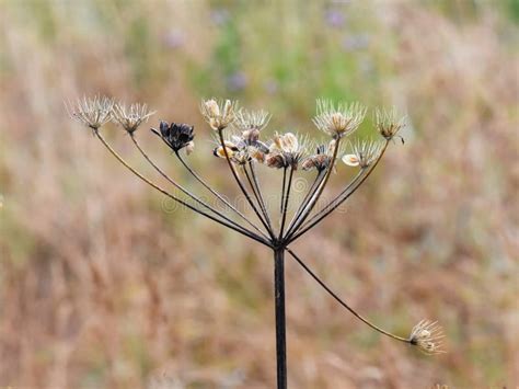 Hogweed seed stock image. Image of common, plant, stem - 100884861