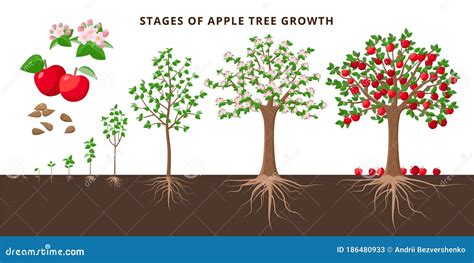 Life Cycle Of Apple Tree