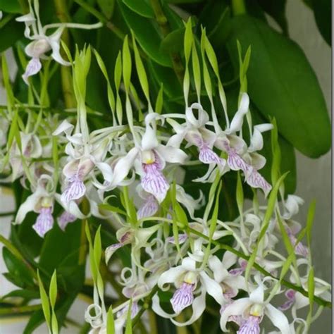 Hoa phong lan Dendrobium phổ biến | Phong Lan Hoa Cảnh