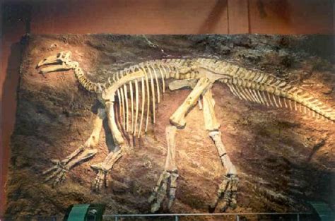 Iguanodon | Extinct Animals