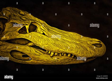 Alligator skeleton hi-res stock photography and images - Alamy