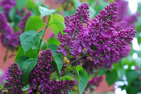 Purple lilacs: January through April $$$ Lilac Flowers, Purple Lilac, Spring Blooming Trees ...