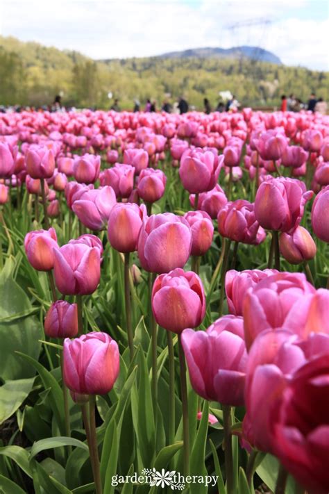 Tips to Tiptoe Your Way Through a Tulip Festival - Garden Therapy