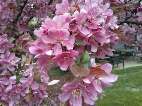 Our Crab Apple Tree Flowering - 2013