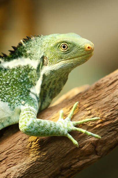 80+ Fiji Crested Iguana Photos Stock Photos, Pictures & Royalty-Free ...