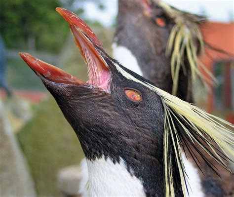 Rockhopper penguin | Diet, Habitat & Adaptations | Britannica