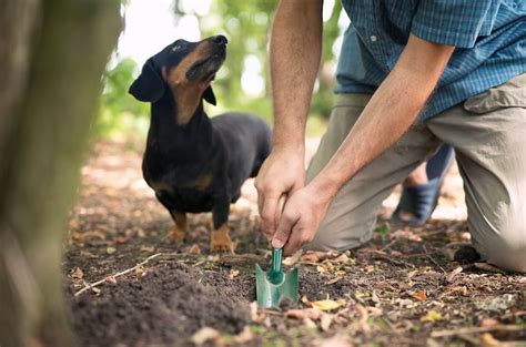 Going Green with Dog Poop Disposal: Learn About the Benefits & Solutions - Pawpail - Medium