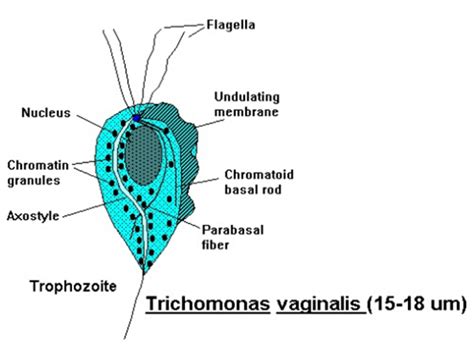 Trichomonas Vaginalis Antigens - Creative Diagnostics