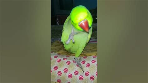 Singing Parrot....😍😍 - YouTube