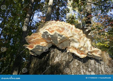 Chicken of the Woods, an Edible Mushroom Growing on a Dead Tree Stump Stock Image - Image of ...