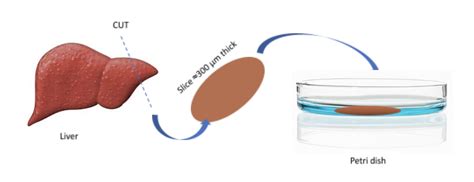 Ex Vivo vs In Vitro: Understand the Difference