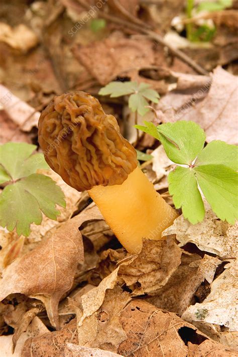 False Morel - Stock Image - B250/1665 - Science Photo Library