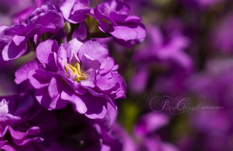 purple fall flowers | So my 50mm lens and I have been visiti… | Flickr ...