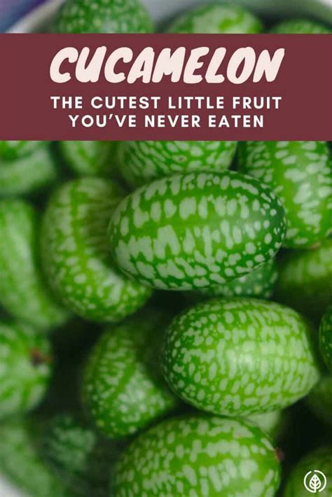 Cucamelon: The Cutest Little Fruit You’ve Never Eaten | All Natural Ideas