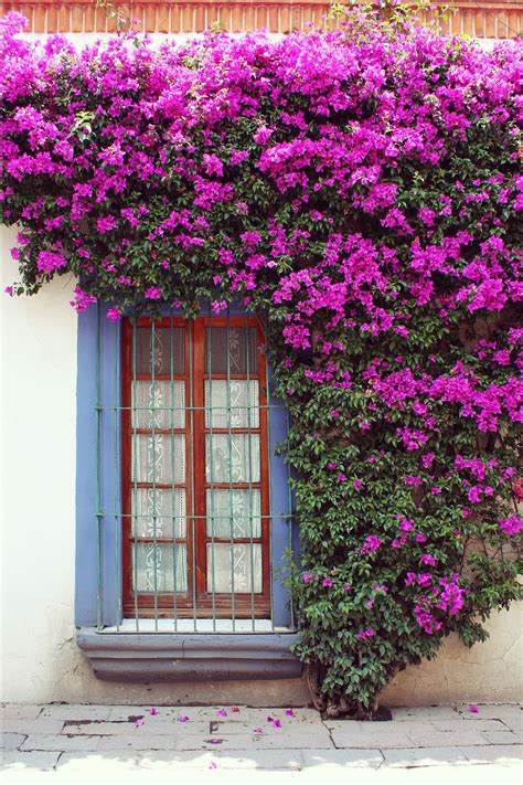 Purple Bougainvillea Trellis