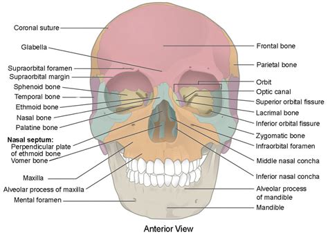 The Skull | Anatomy and Physiology I