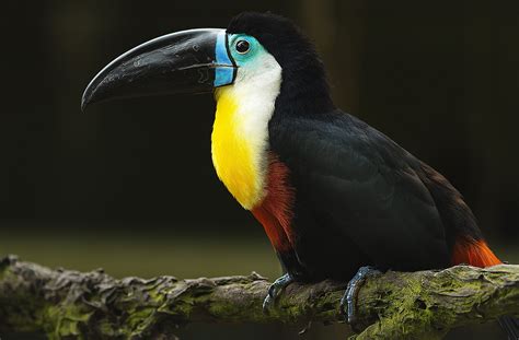 Channel-billed toucan Full HD Wallpaper and Background Image | 2048x1345 | ID:555309