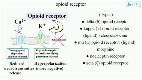 Contro funzionari sudovest kappa opioid receptor finito Incidere biblioteca