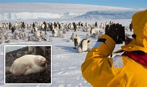 Antarctica bombshell: Rare 'albino penguin' spotted as scientists send ...