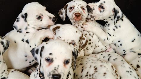 65+ Dalmatian Breeders South Carolina Picture - Bleumoonproductions