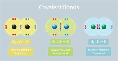 Covalent Bond | Biology Dictionary