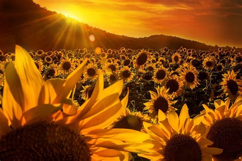 Sunflower Screensaver - Sunflower Fields Sunset Colorado Landscape ...