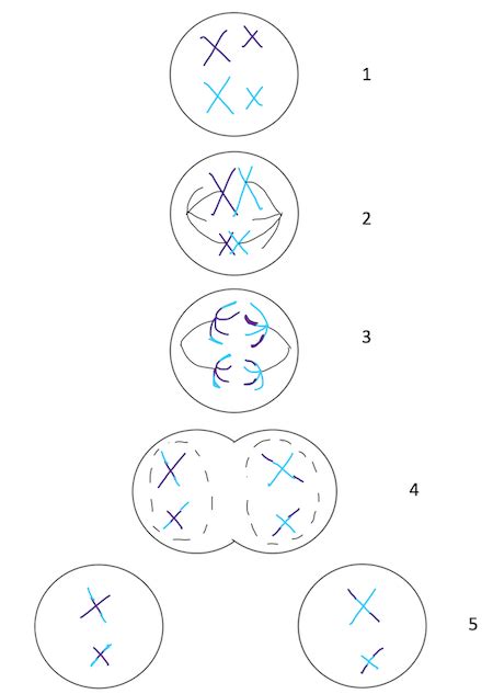 A cell has a diploid set of chromosomes (denoted as "2n"). 2n = 4 chromosomes, illustrate this ...