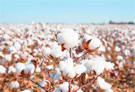 Guide to Harvesting, Planting, and Growing Cotton - Plants Spark Joy