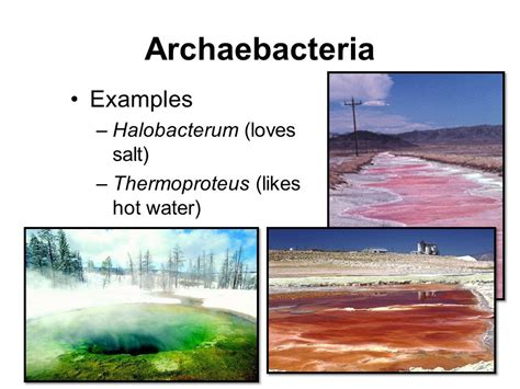 Archaea examples kingdom