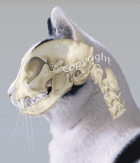 Domestic cat showing location of skull | Cat anatomy, Animal skeletons, Cat skull