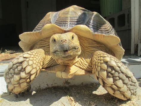 african sulcata tortoise | Sulcata tortoise, Tortoises, Tortoise habitat