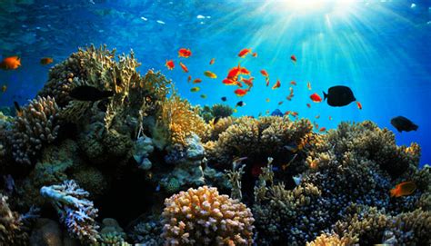 Coral Reefs in India - Hello Travel Buzz