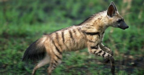 Aardwolf - A-Z Animals